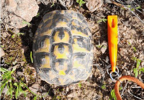 Tortue d'Hermann aire de Canaver - ADESS