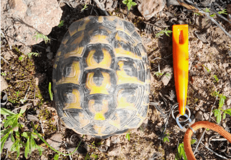 Tortue d'Hermann aire de Canaver