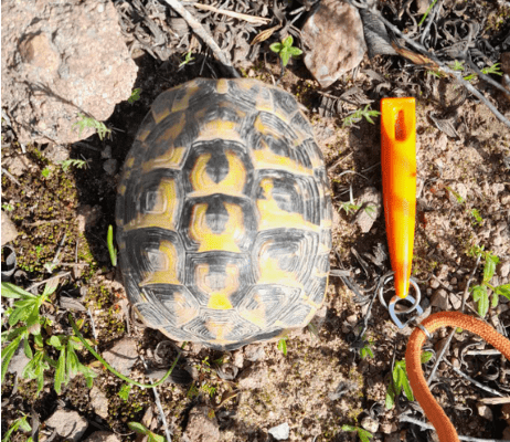 Tortue d'Hermann aire de Canaver