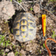 Tortue d'Hermann aire de Canaver - ADESS